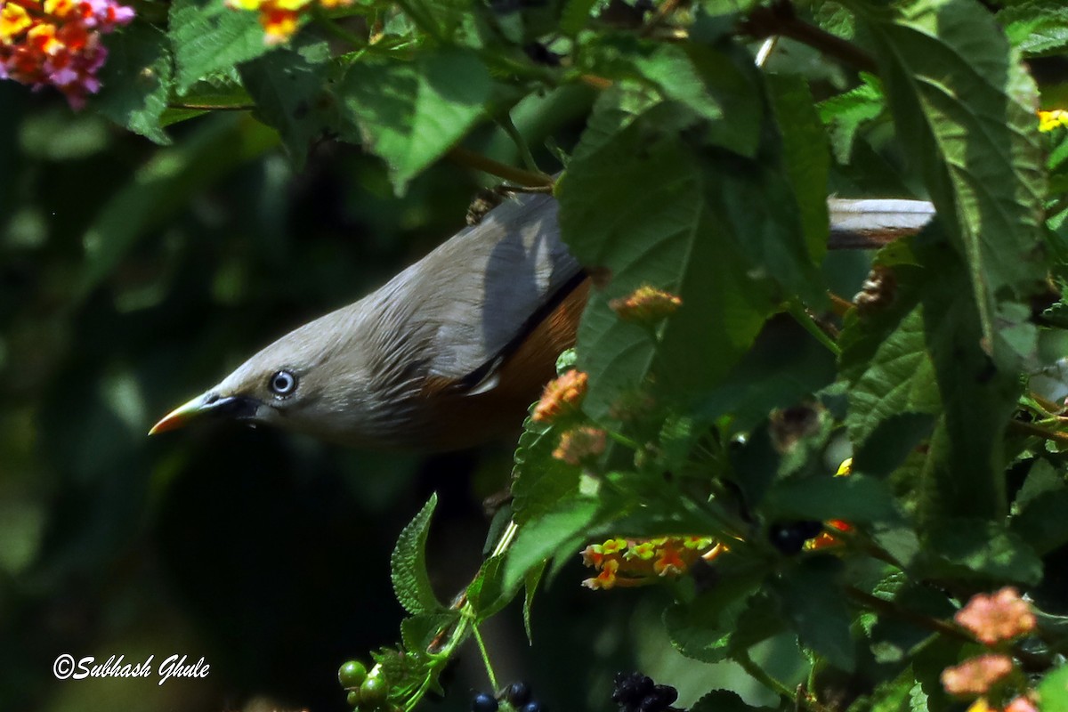 Chestnut-tailed Starling - ML619273407