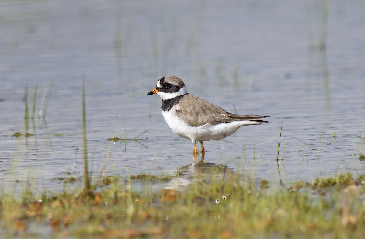 Common Ringed Plover - ML619273434