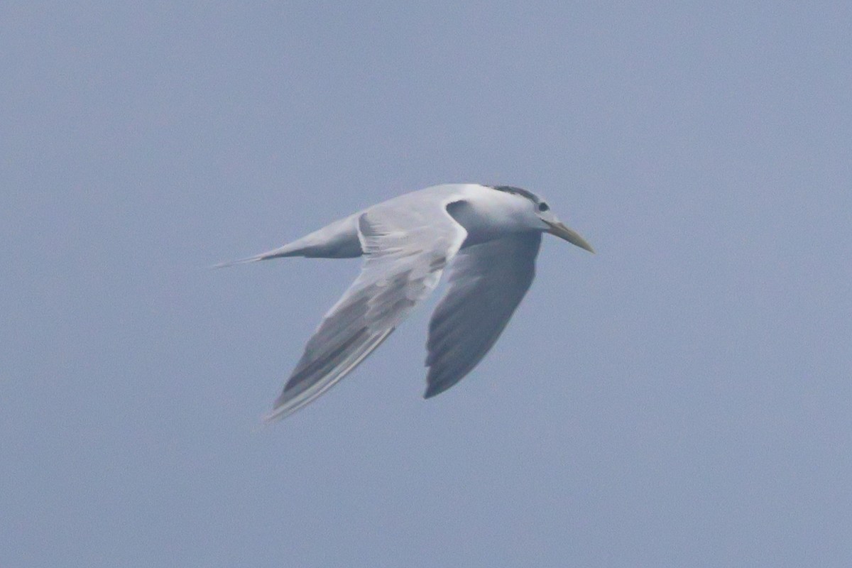 Great Crested Tern - ML619273443