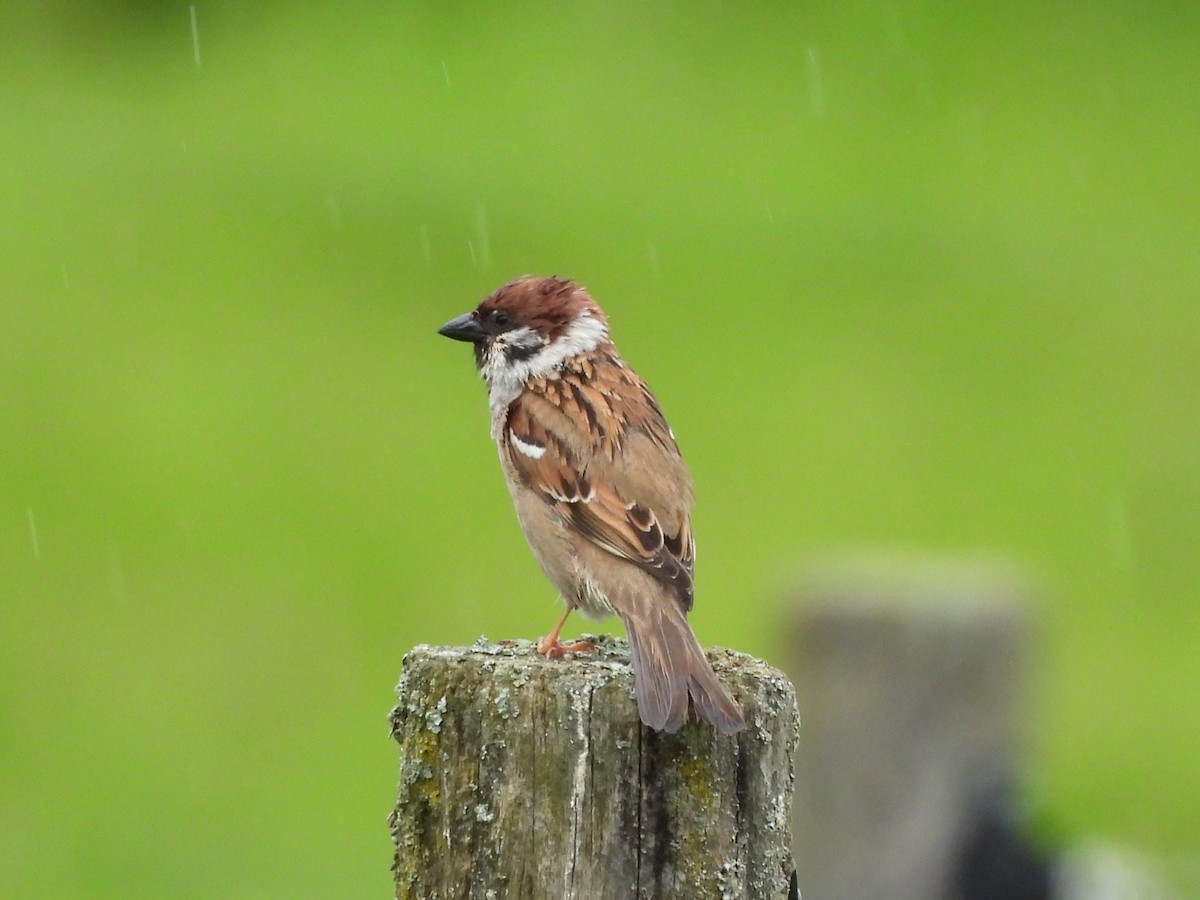 Eurasian Tree Sparrow - ML619273521