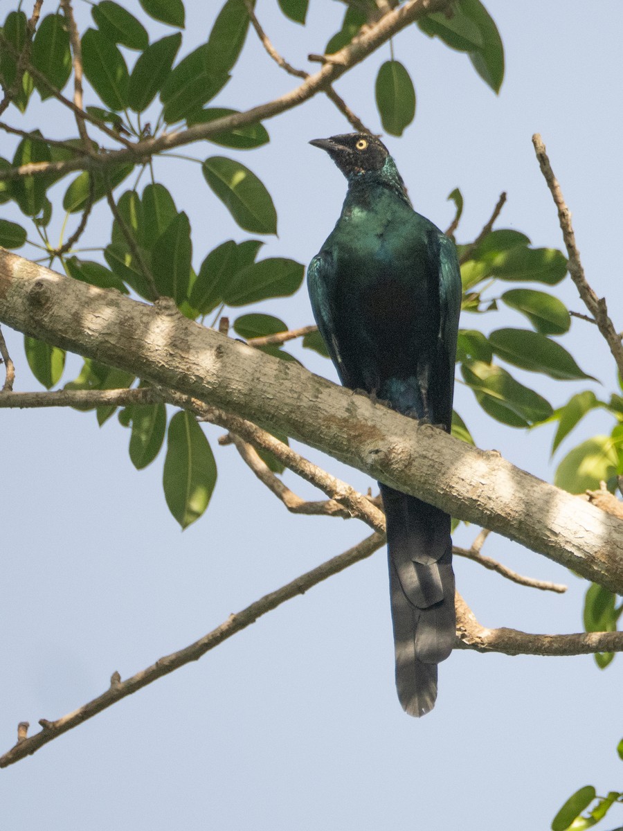 Long-tailed Glossy Starling - ML619273548
