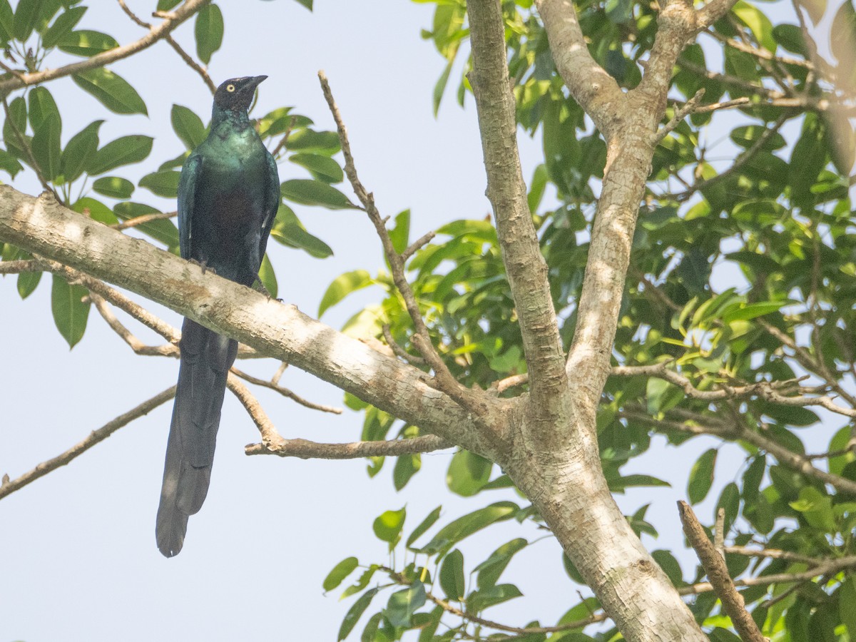 Long-tailed Glossy Starling - ML619273549