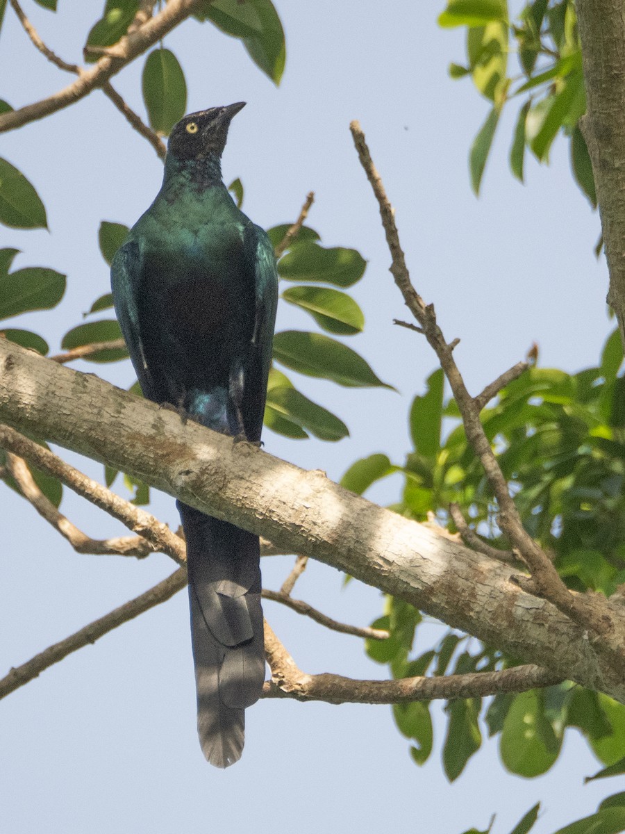 Long-tailed Glossy Starling - ML619273550