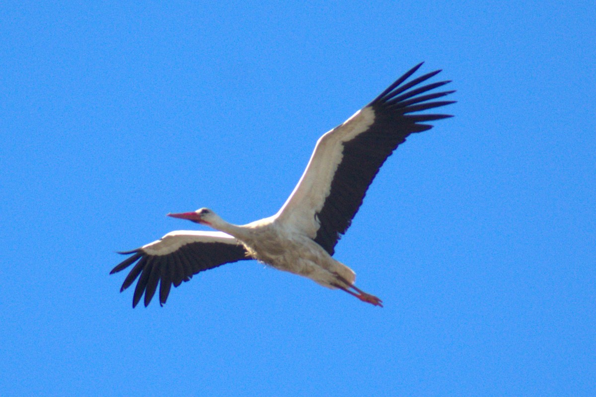 White Stork - ML619273565