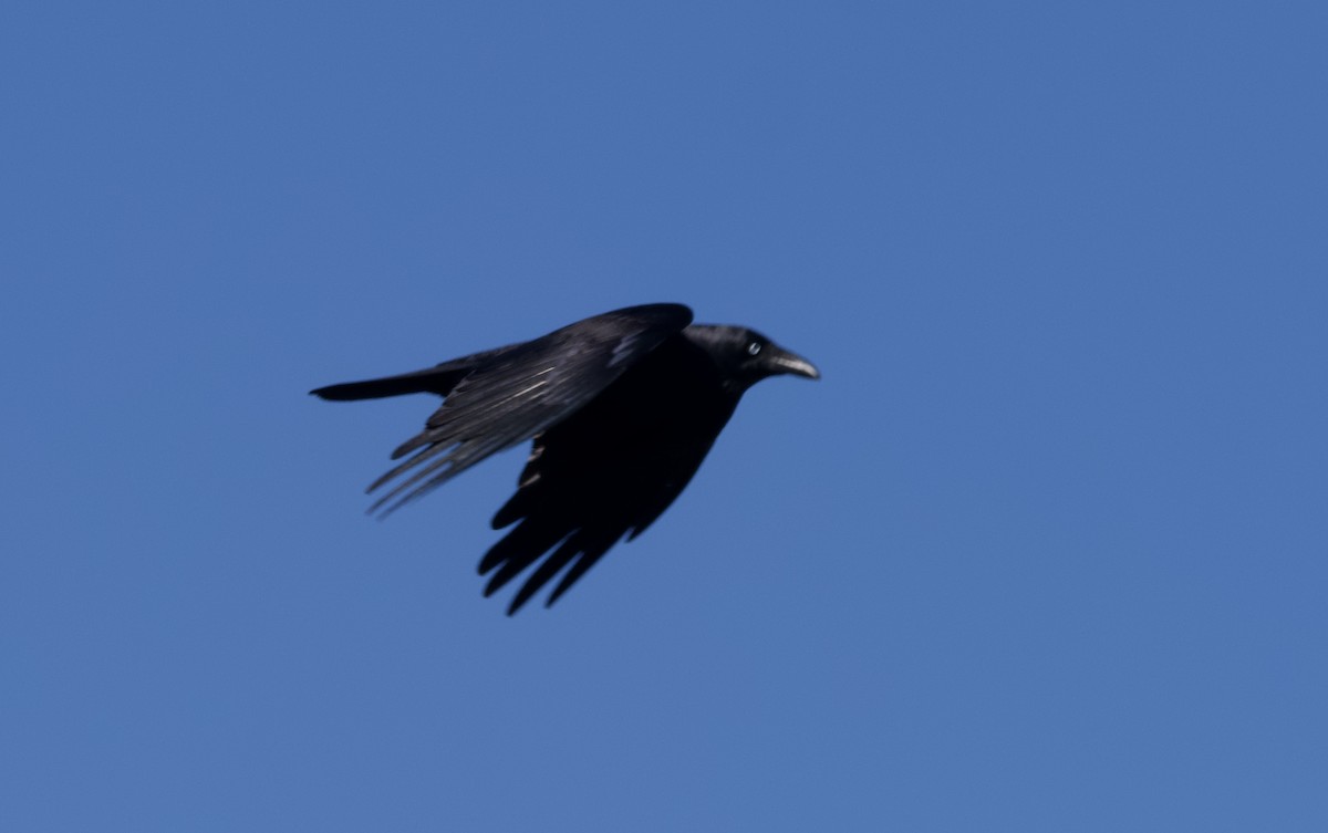 Australian Raven - ML619273592