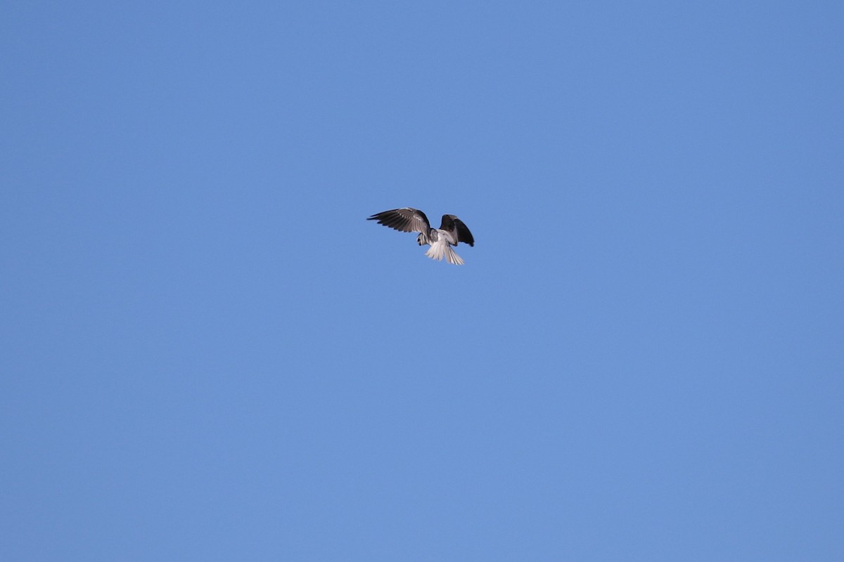 Black-shouldered Kite - ML619273621