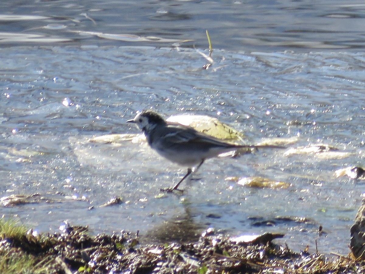 White Wagtail (White-faced) - ML619273631