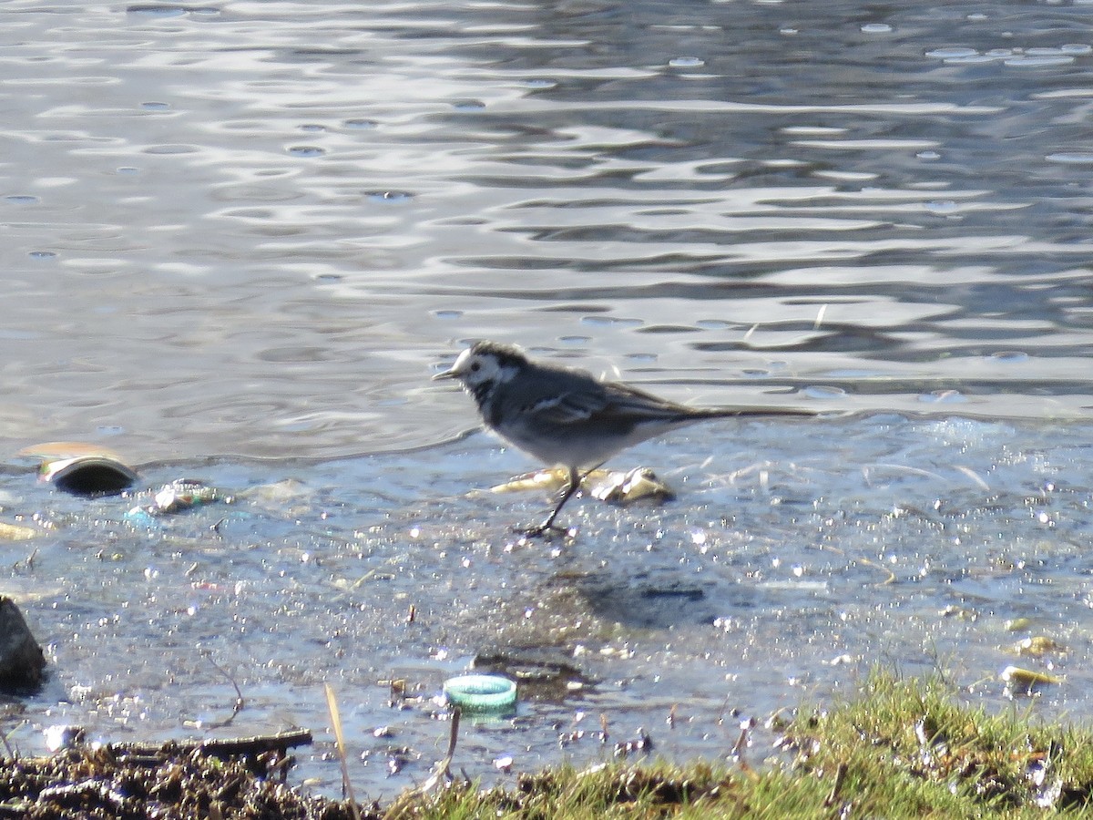 White Wagtail (White-faced) - ML619273633