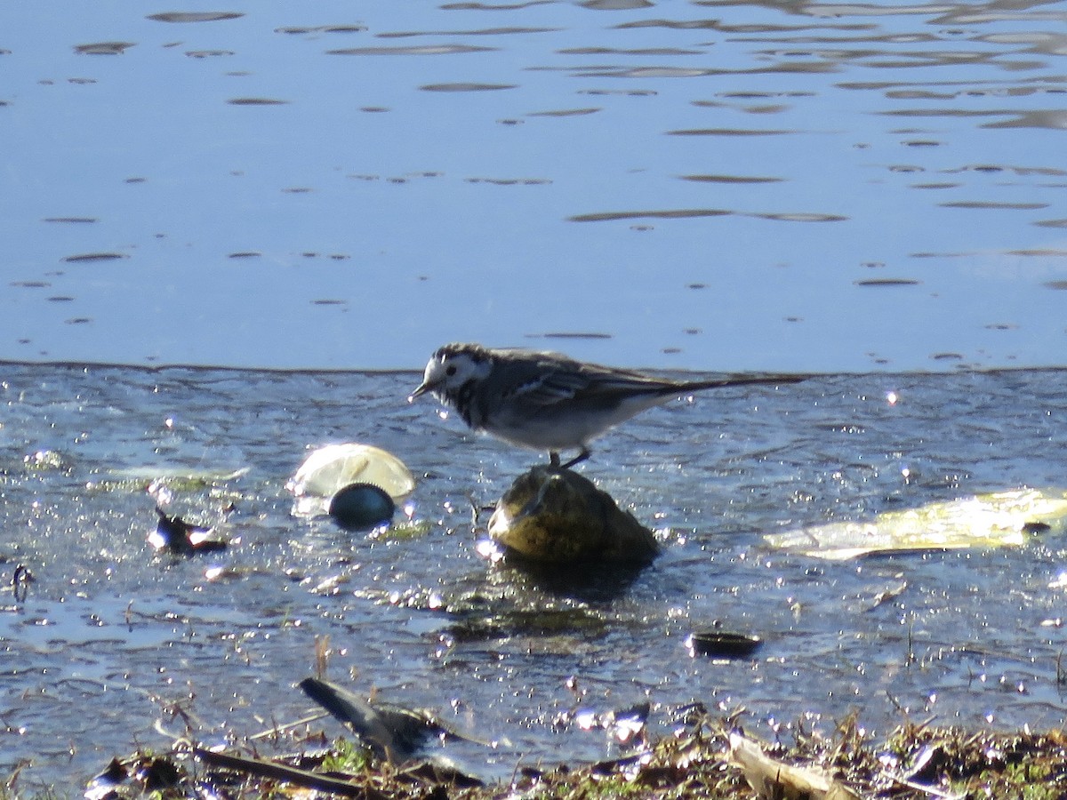 White Wagtail (White-faced) - ML619273635
