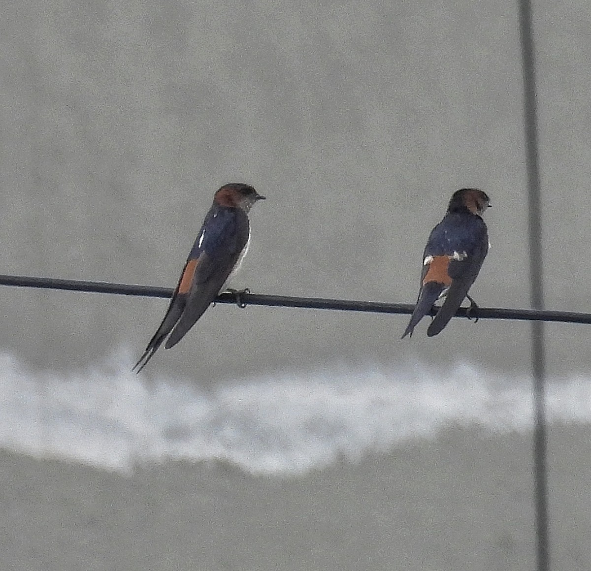 Red-rumped Swallow - ML619273707
