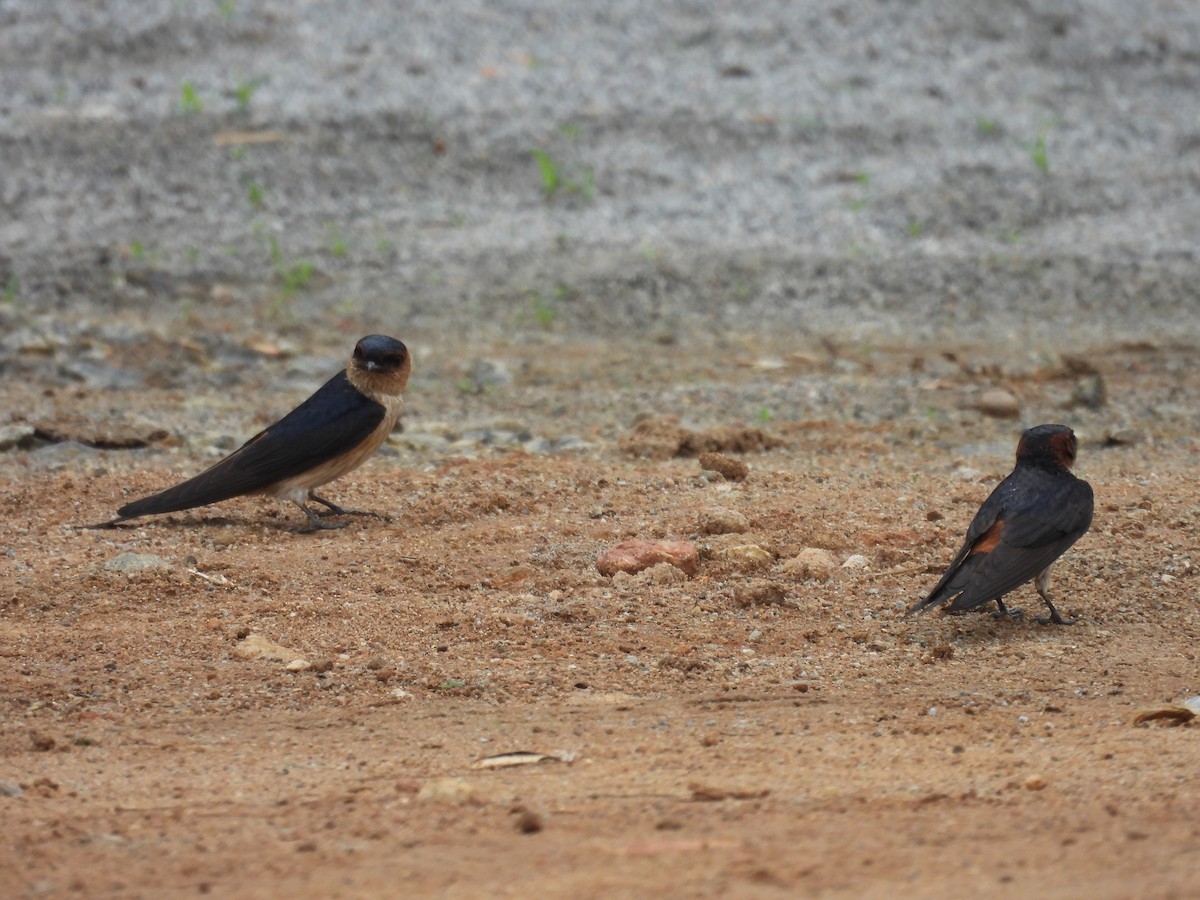 Red-rumped Swallow - ML619273709