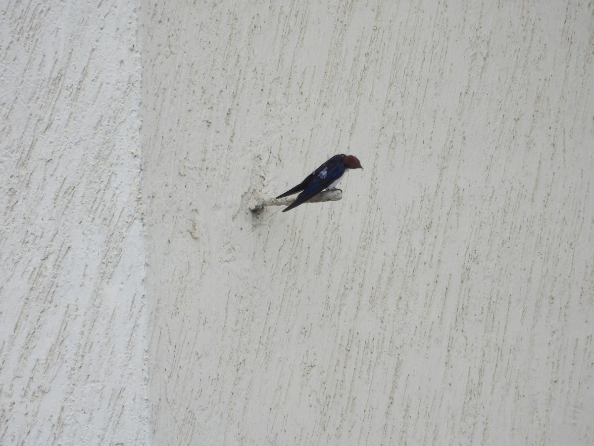 Wire-tailed Swallow - ML619273721