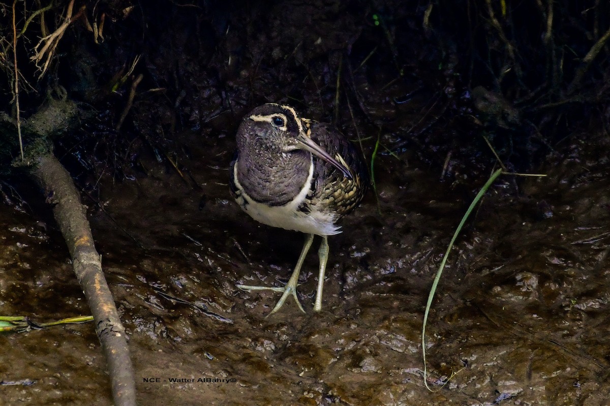 Greater Painted-Snipe - ML619273736