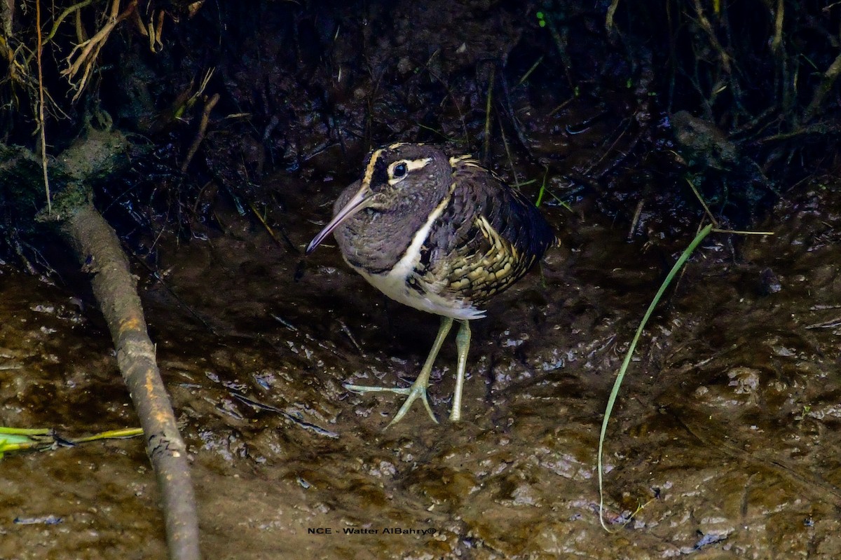 Greater Painted-Snipe - ML619273738