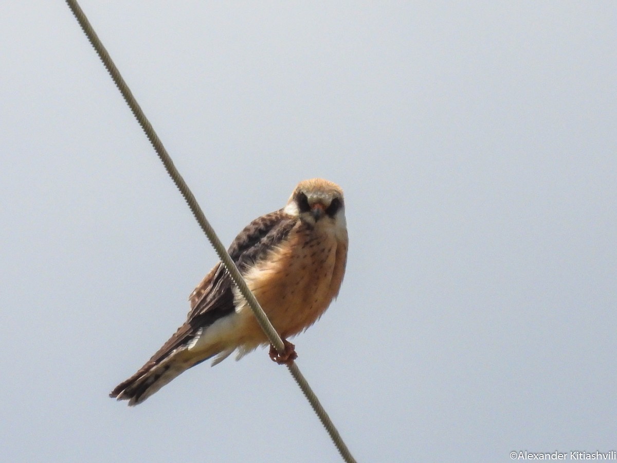 Red-footed Falcon - ML619273740