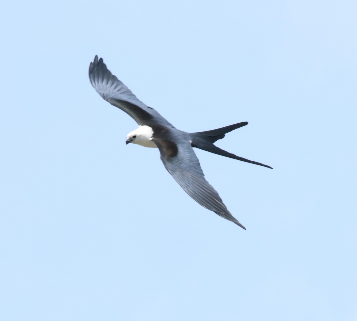 Swallow-tailed Kite - ML619273751