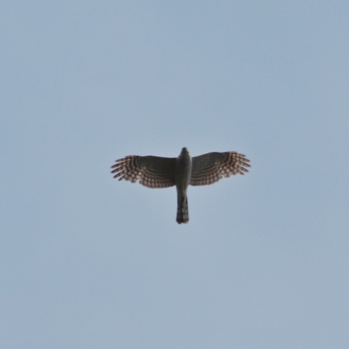 Eurasian Sparrowhawk - ML619273764