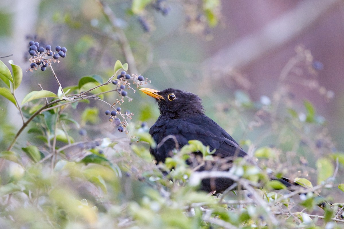 Eurasian Blackbird - ML619273834