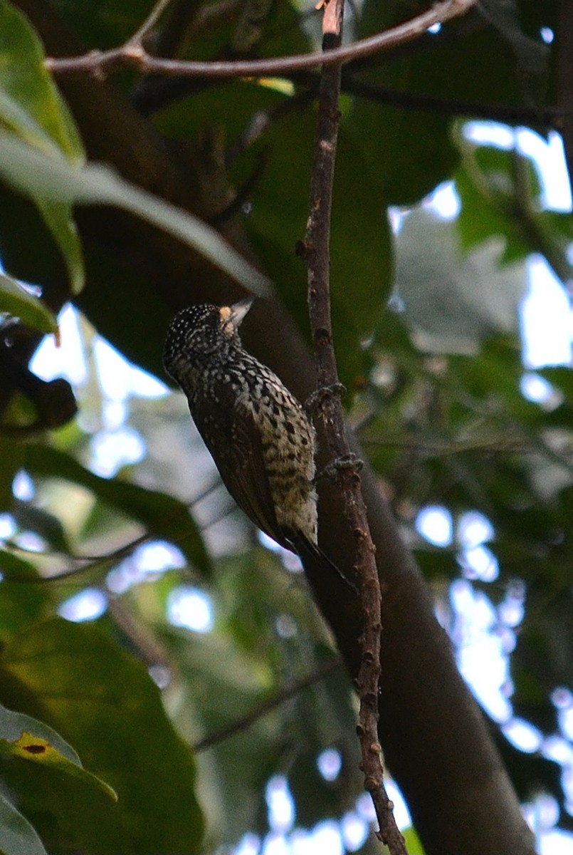 White-wedged Piculet - ML619273835