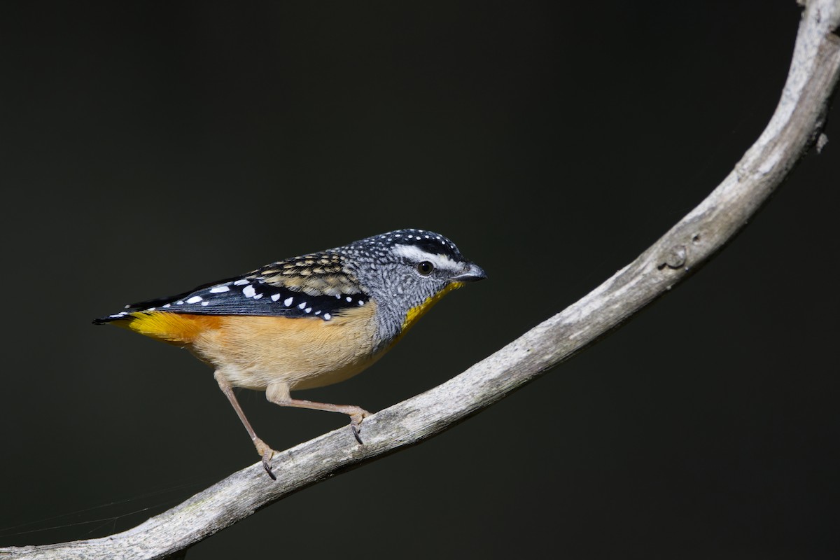 Spotted Pardalote - ML619273843
