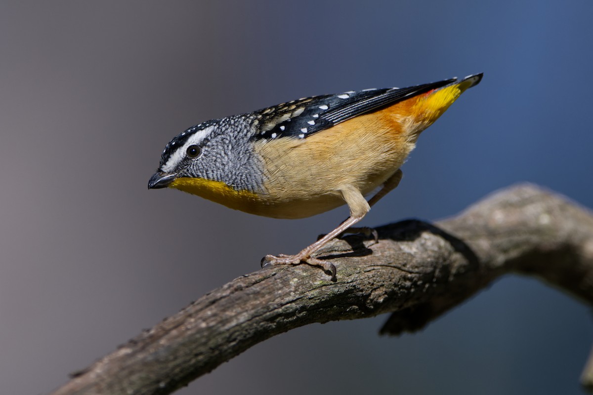 Spotted Pardalote - ML619273844