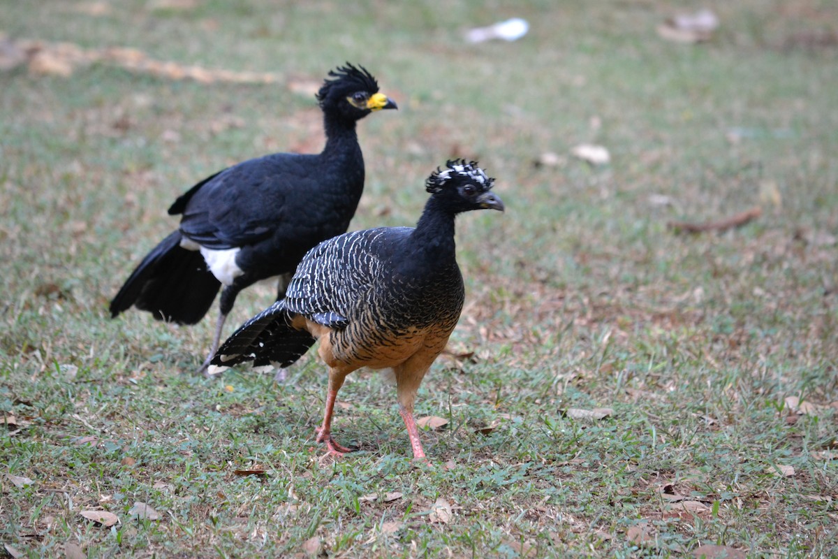 Bare-faced Curassow - ML619273923