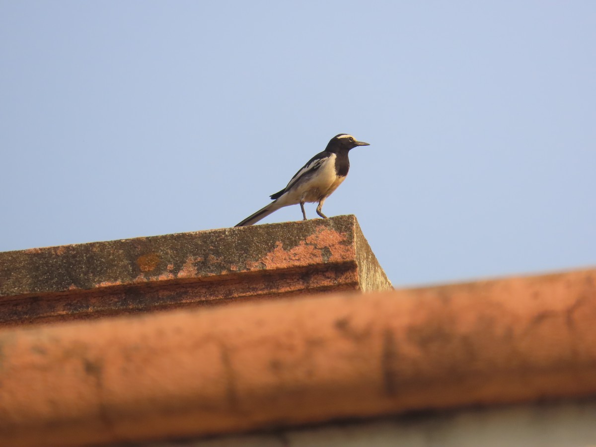 White-browed Wagtail - ML619273924