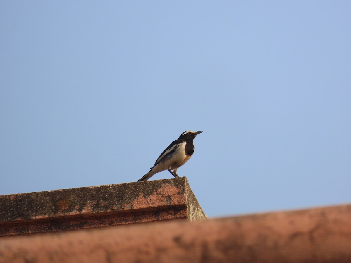 White-browed Wagtail - ML619273925