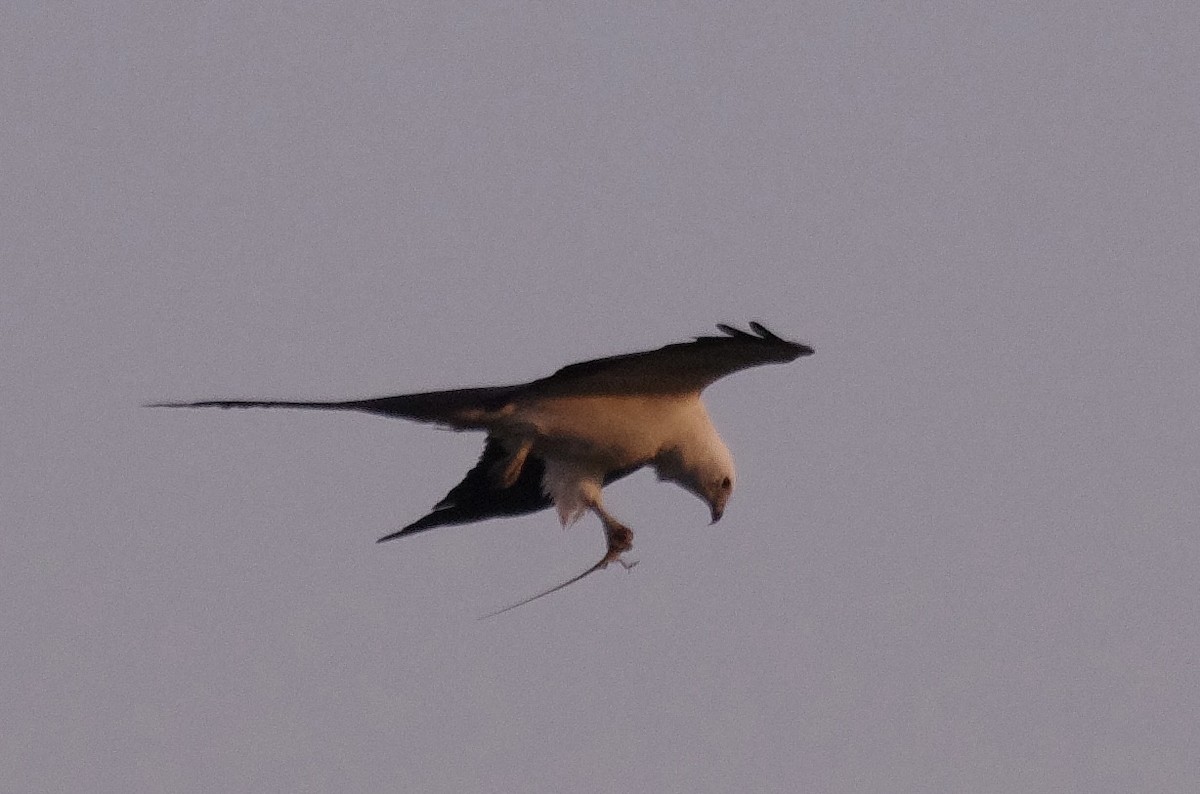 Swallow-tailed Kite - ML619273979