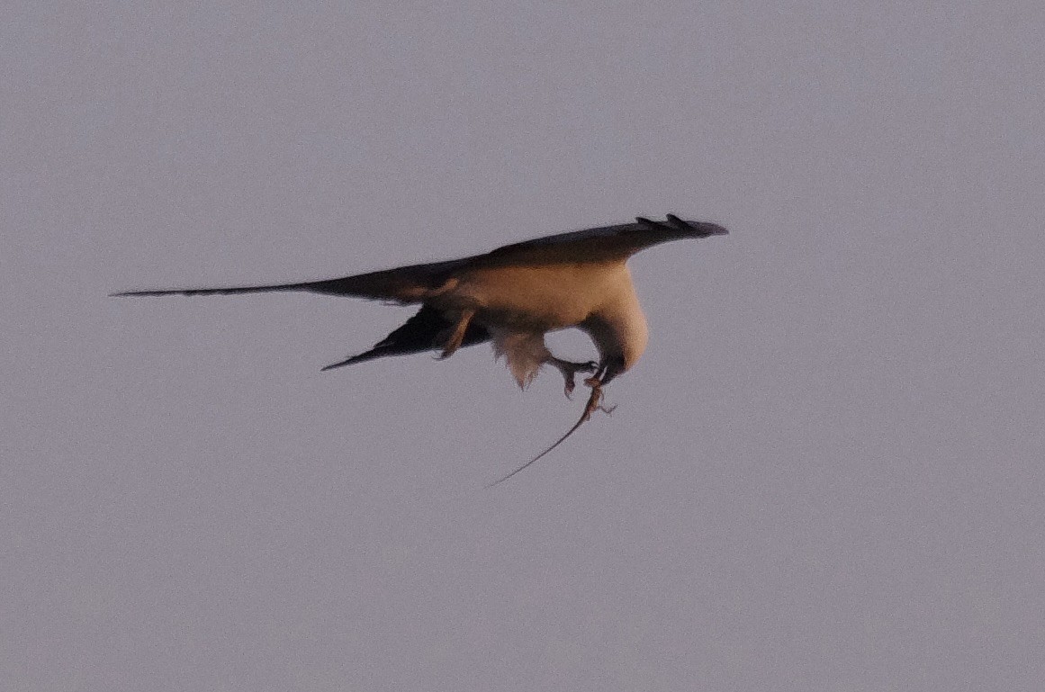 Swallow-tailed Kite - ML619273980