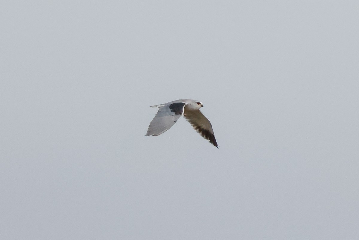 Black-winged Kite (African) - ML619274021
