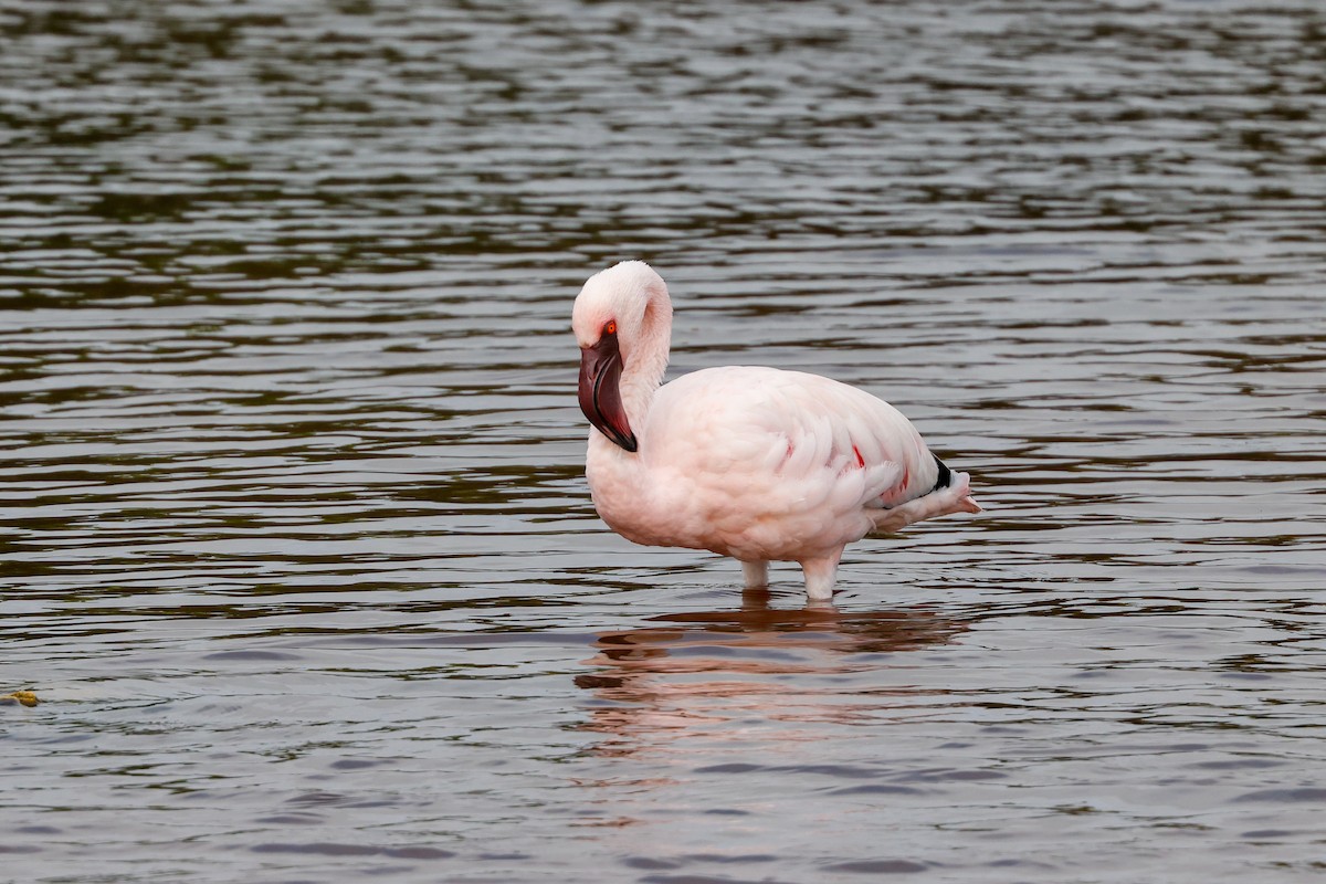 Lesser Flamingo - ML619274036