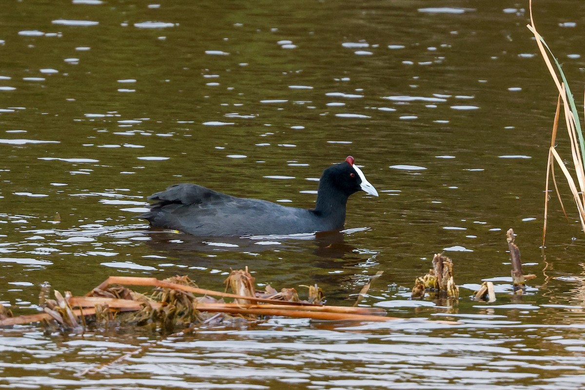 Red-knobbed Coot - ML619274038