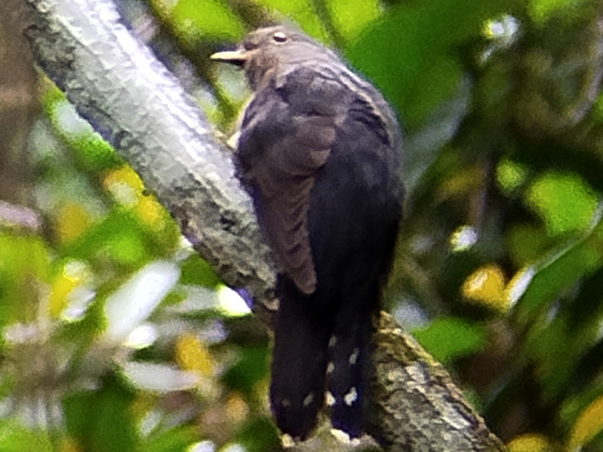 Sunda Cuckoo - ML619274039