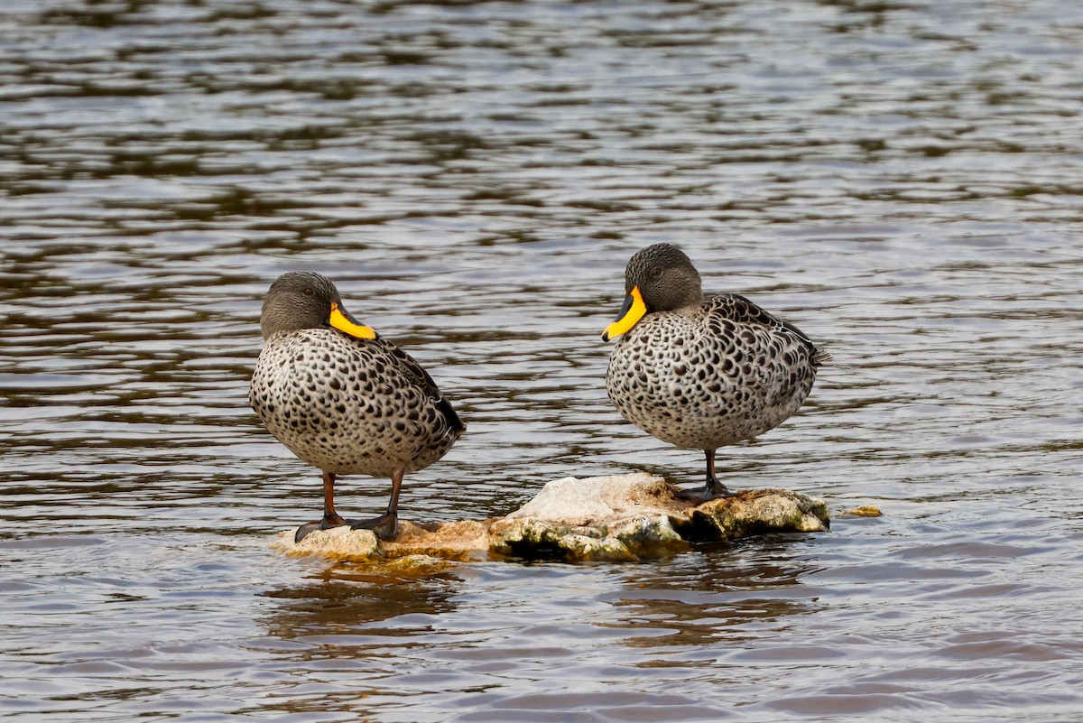 Yellow-billed Duck - ML619274043