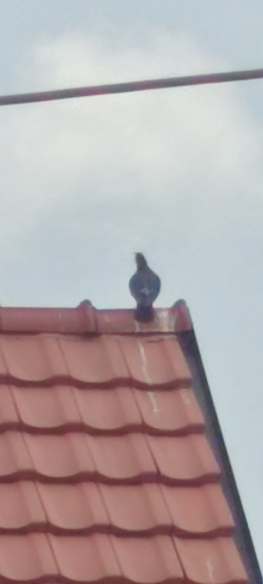 holub skalní (domácí) - ML619274047