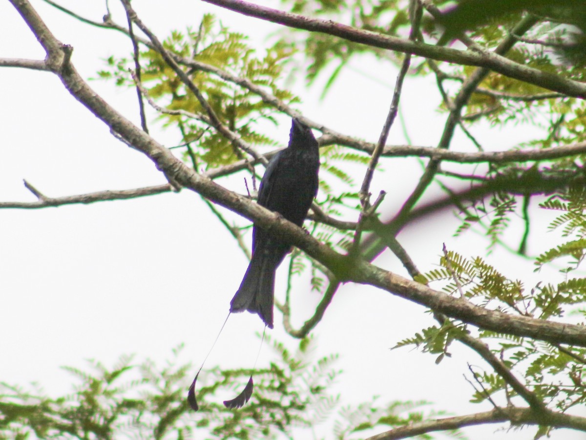 Greater Racket-tailed Drongo - ML619274066