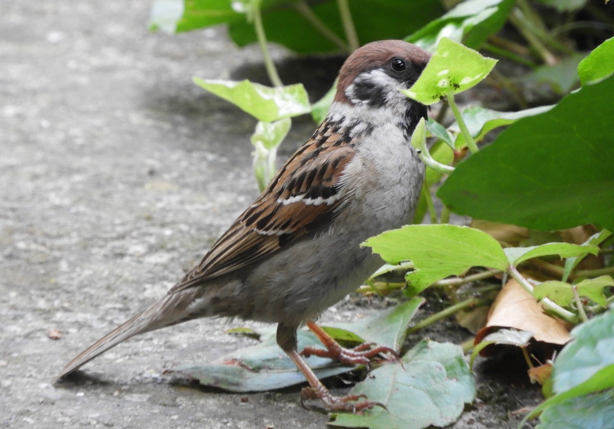 Eurasian Tree Sparrow - ML619274071