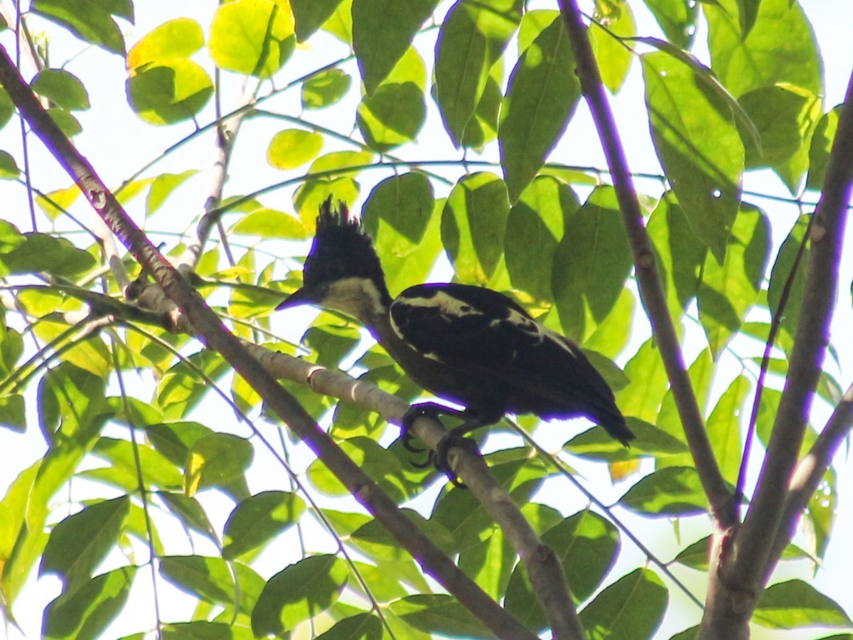Heart-spotted Woodpecker - ML619274170
