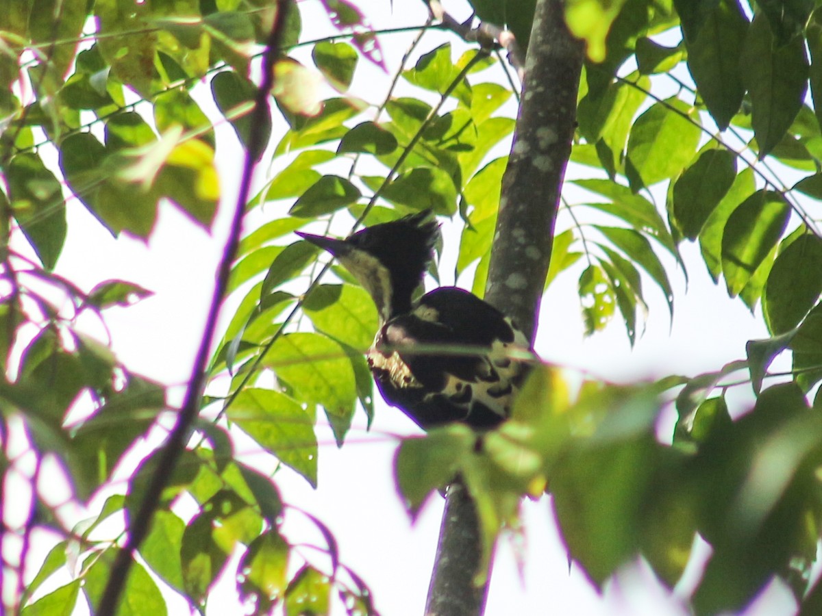 Heart-spotted Woodpecker - ML619274171