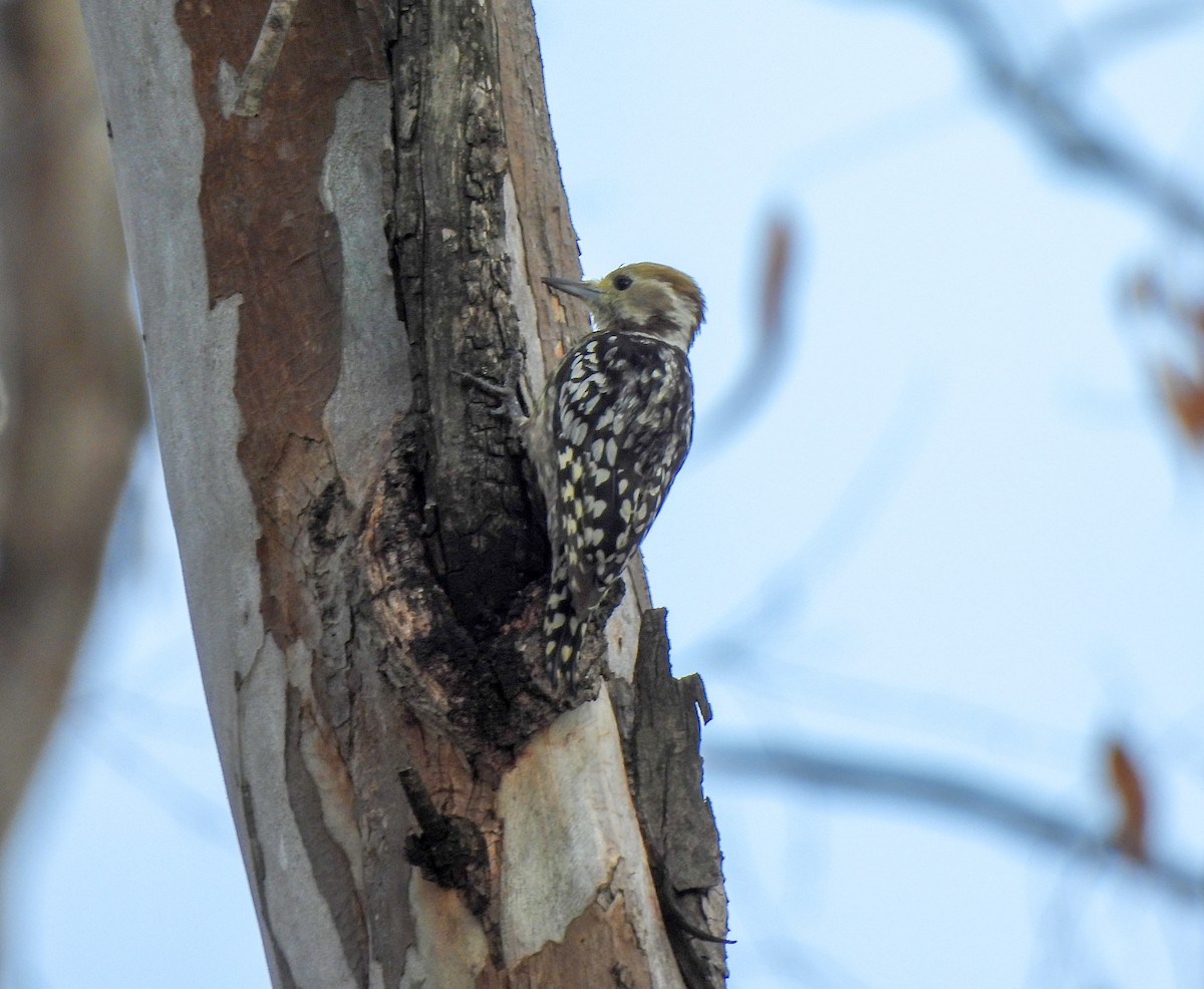 Yellow-crowned Woodpecker - ML619274223