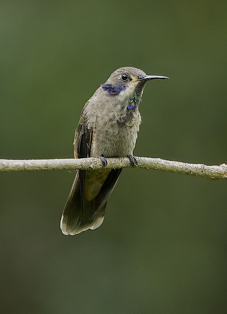 kolibřík fialovouchý - ML619274252