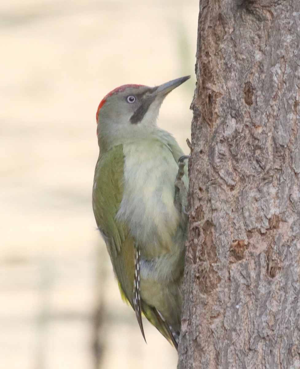 Iberian Green Woodpecker - ML619274328