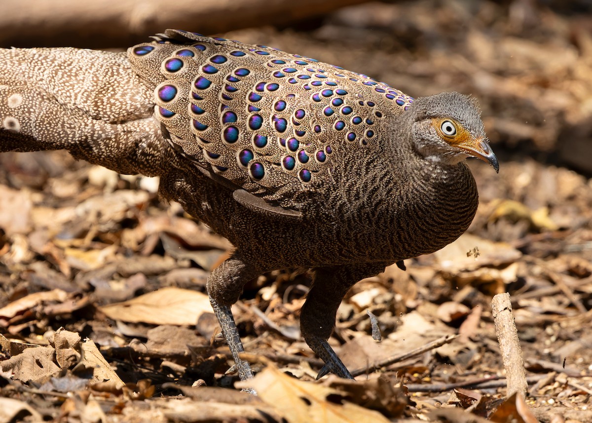 Gray Peacock-Pheasant - ML619274343