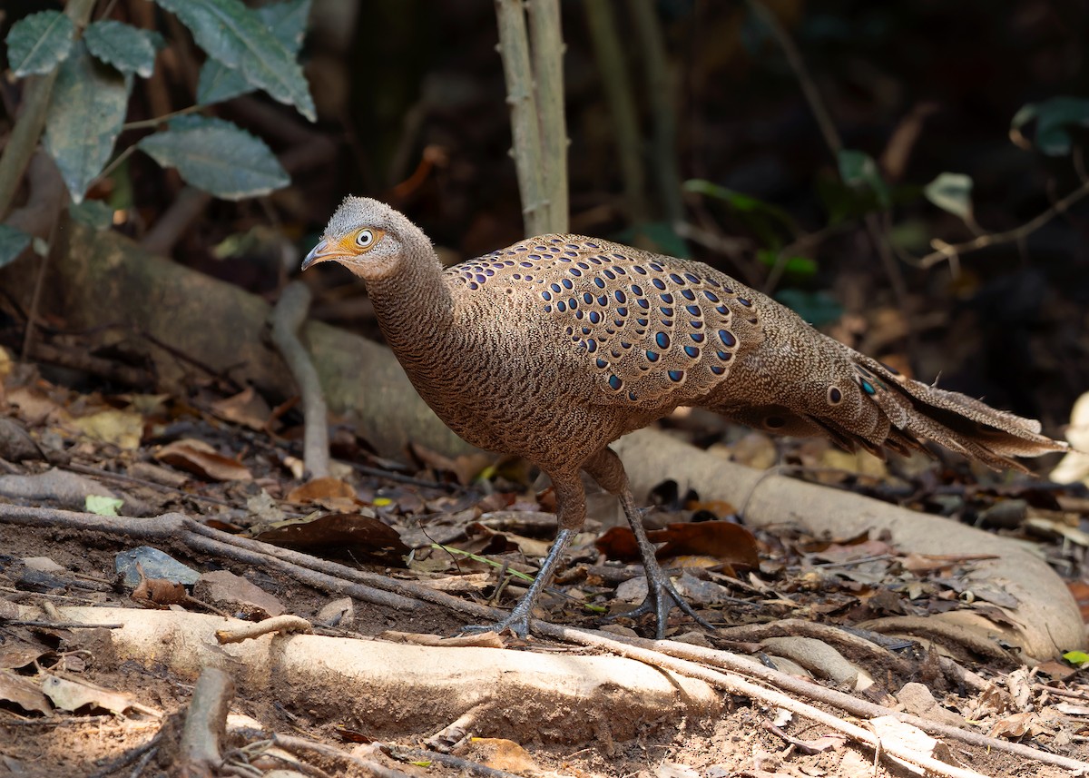 Gray Peacock-Pheasant - ML619274349