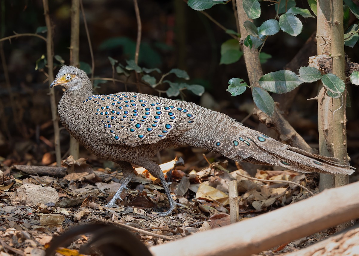 Gray Peacock-Pheasant - ML619274350