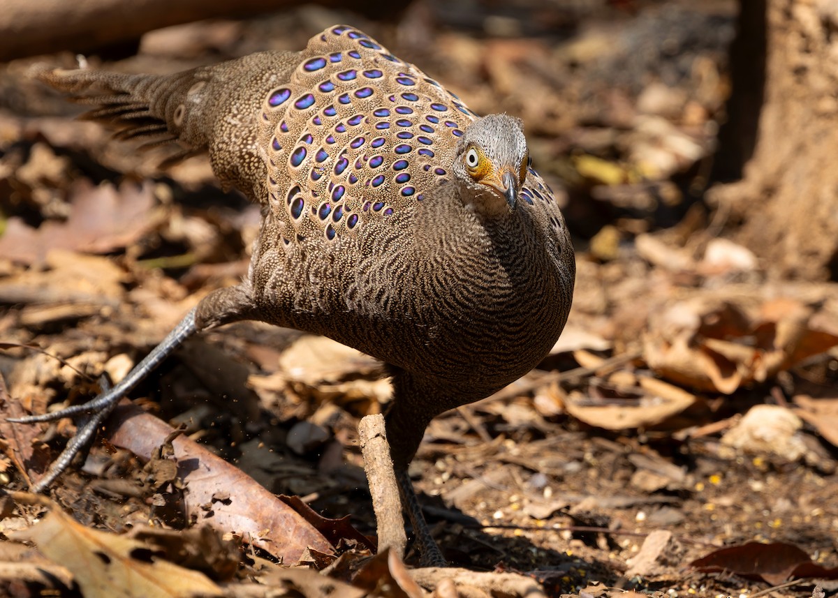 Gray Peacock-Pheasant - ML619274353