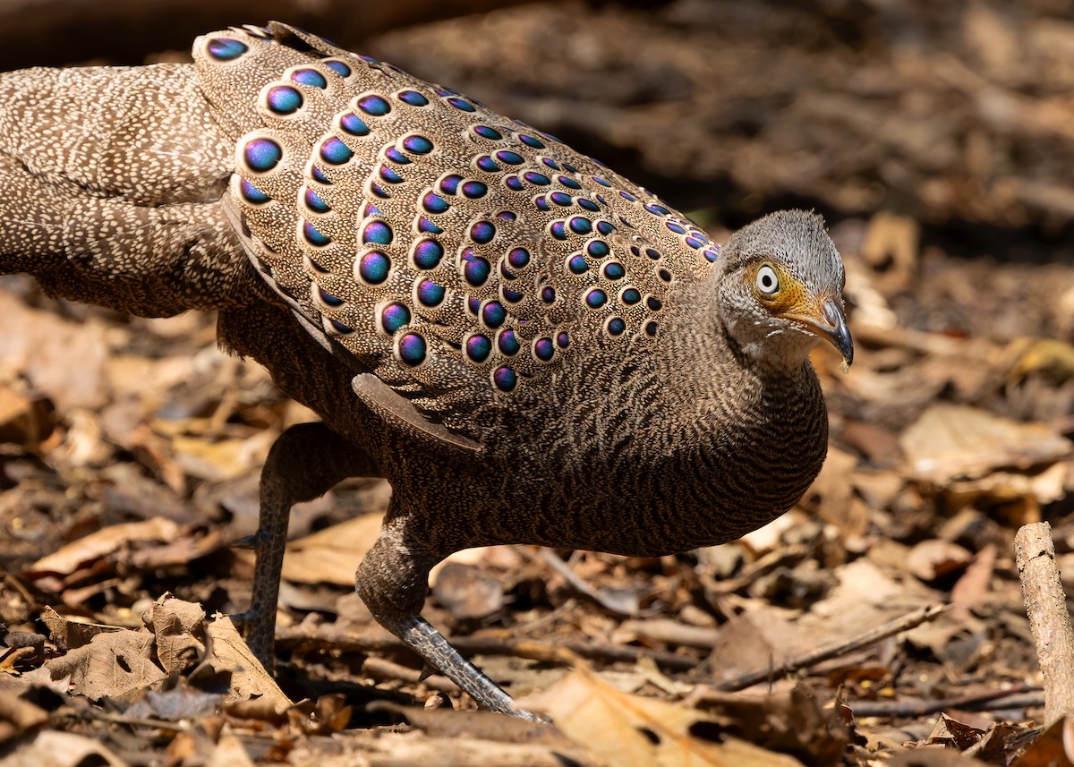 Gray Peacock-Pheasant - ML619274356