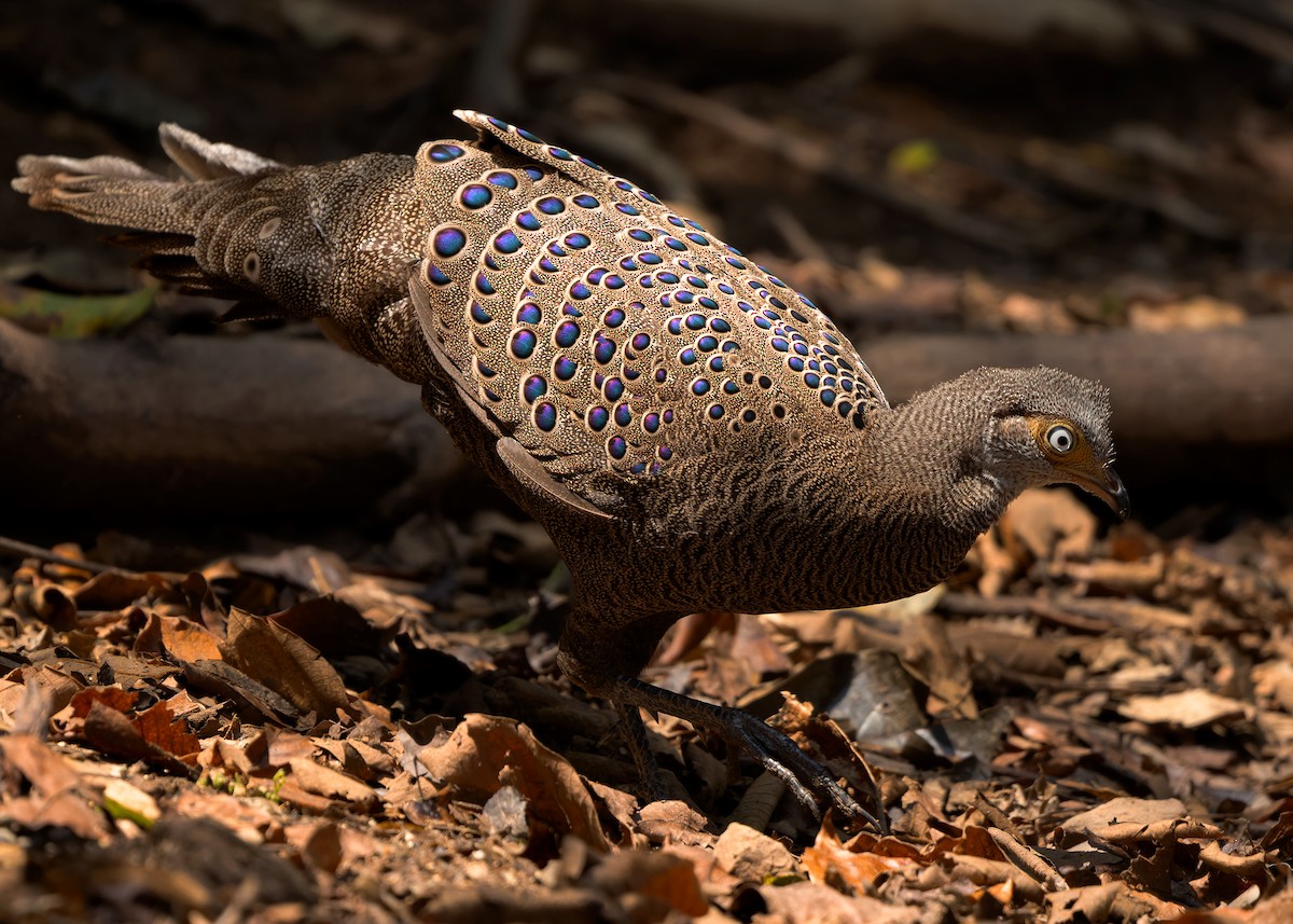 Gray Peacock-Pheasant - ML619274358