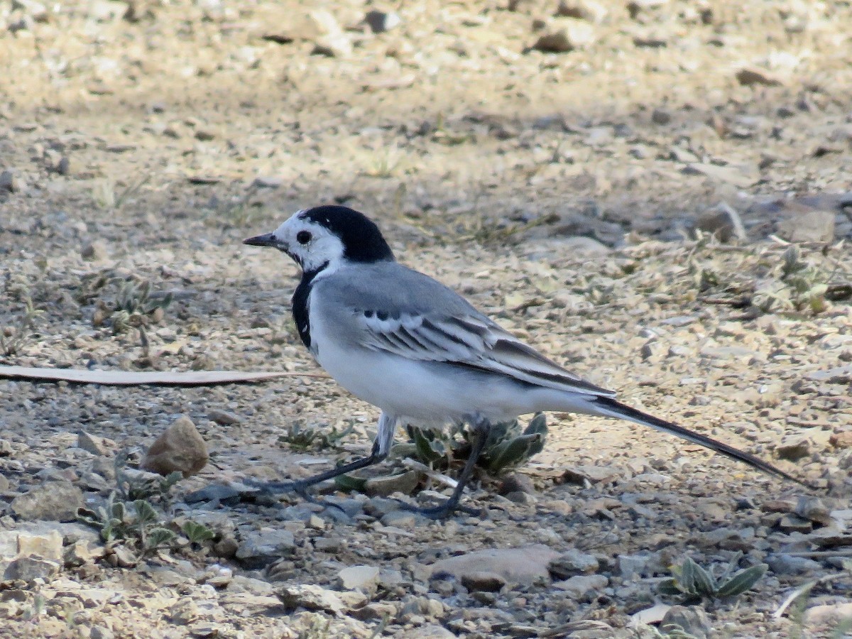 White Wagtail (White-faced) - ML619274371